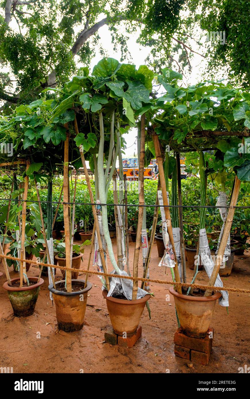 Snake gourd (Trichosanthes cucumerina Linn) plants in pots, Lalbagh