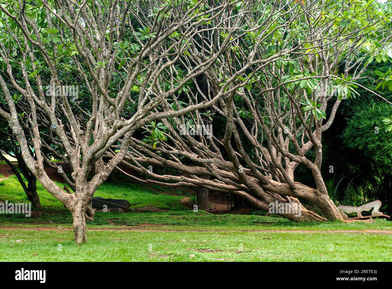 Trees Lalbagh Botanical Garden, Bengaluru Bangalore, Karnataka, South ...