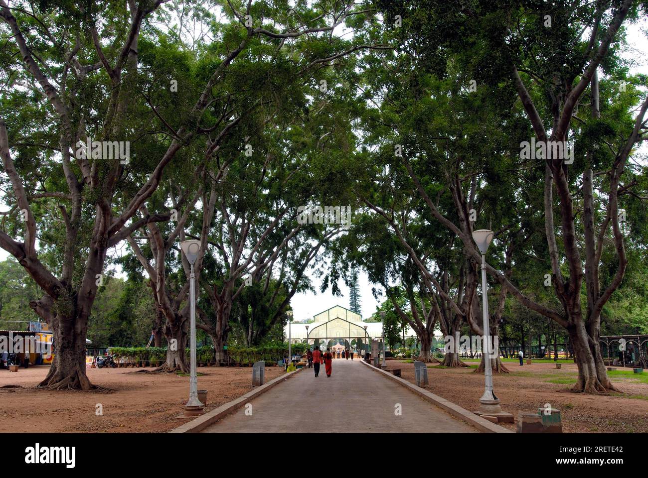 Trees Lalbagh Botanical Garden, Bengaluru Bangalore, Karnataka, South