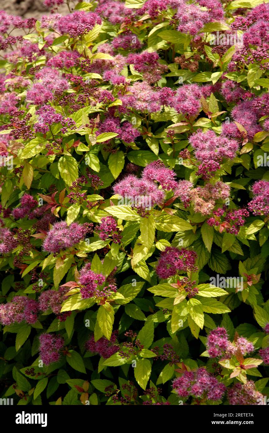 Huert Gold Summerspire 'Hubert Gold' (Spiraea japonica), spirea Stock Photo - Alamy