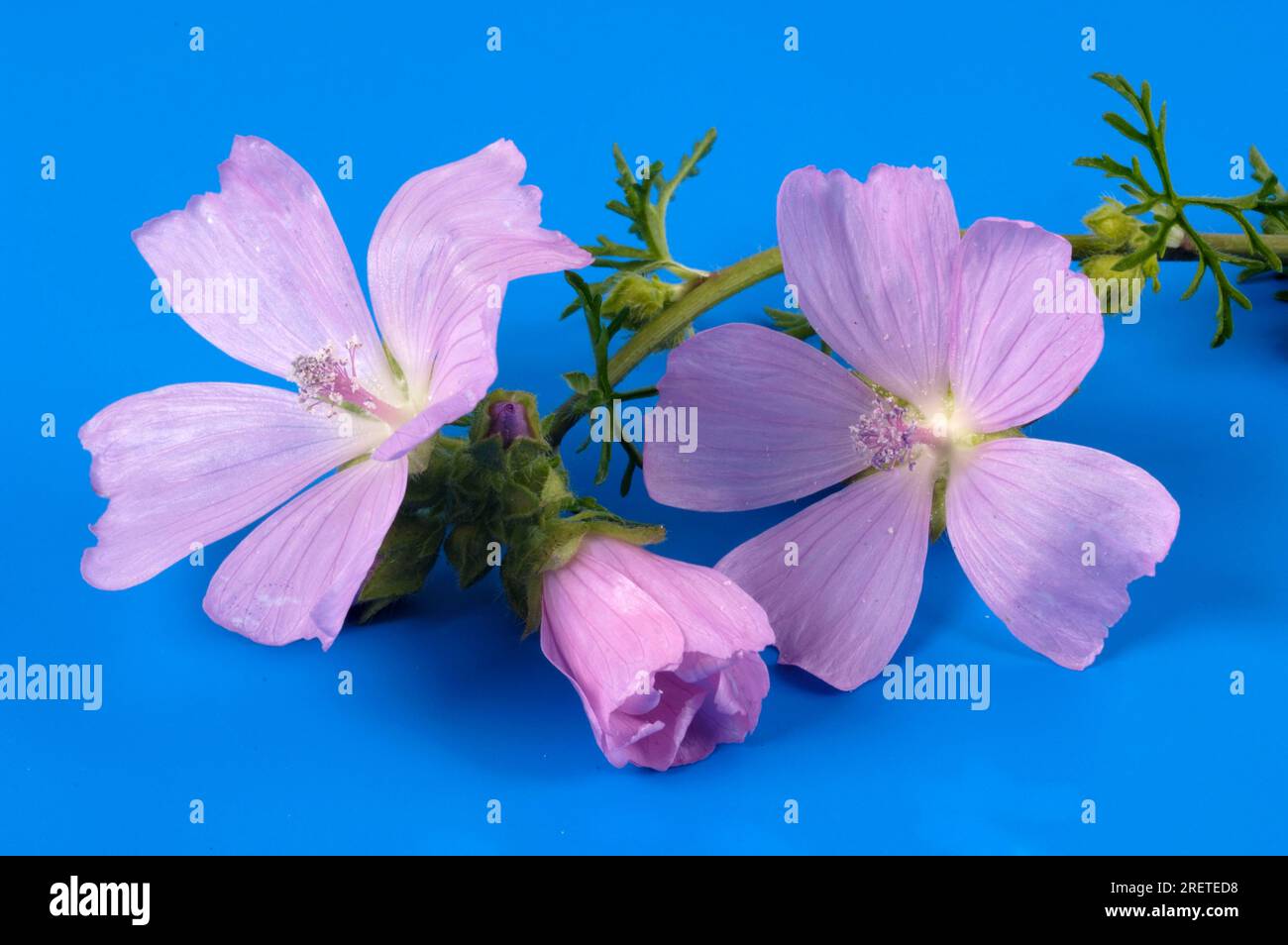 Rose mallow, Greater Muskmallow (Malva alcea), Rose mallow Stock Photo