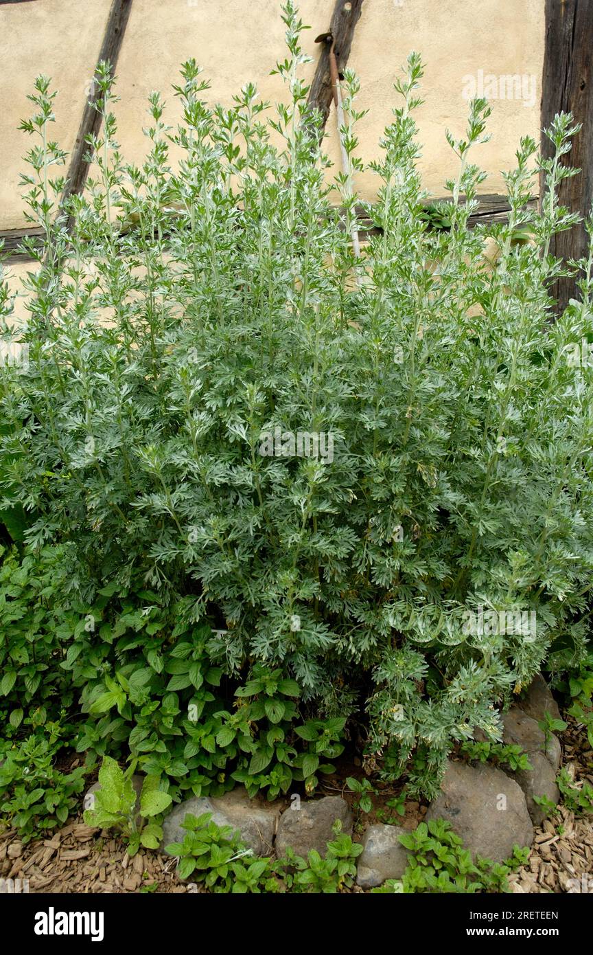 Wormwood (Artemisia absinthum), absinthe Stock Photo
