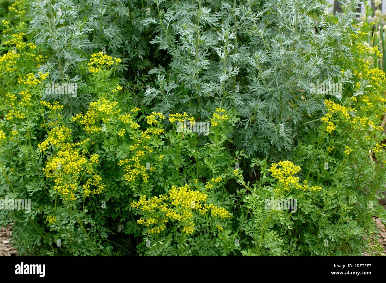 Common rue (Ruta graveolens) and wormwood (Artemisia absinthum), wine ...