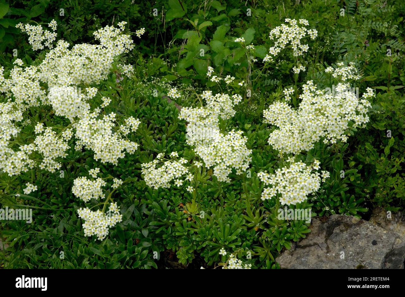 Southern Alpine saxifrage, host saxifrage (Saxifraga hostii) Stock Photo