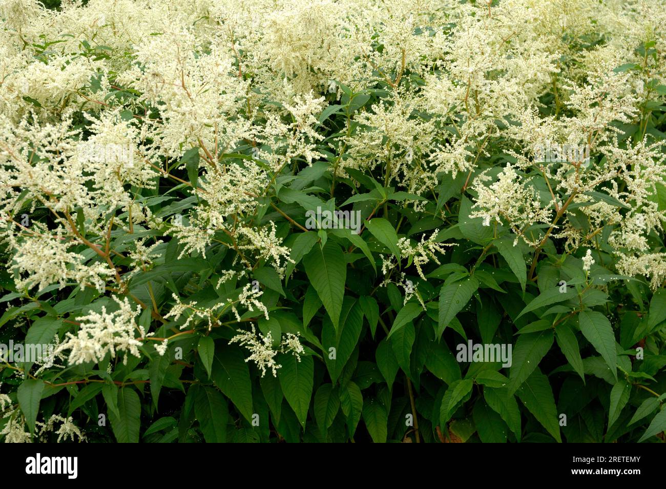 Alpine knotweed (Aconogonon alpinum) Stock Photo