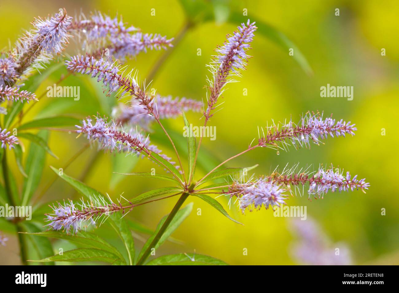 Virginian Speedwell (Veronica virginica) Stock Photo