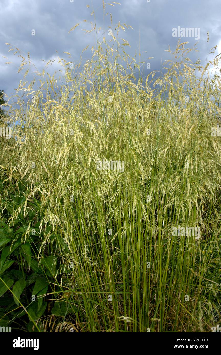 Lawn Sedge 'Goldschleier' (Deschampsia cespitosa) Stock Photo