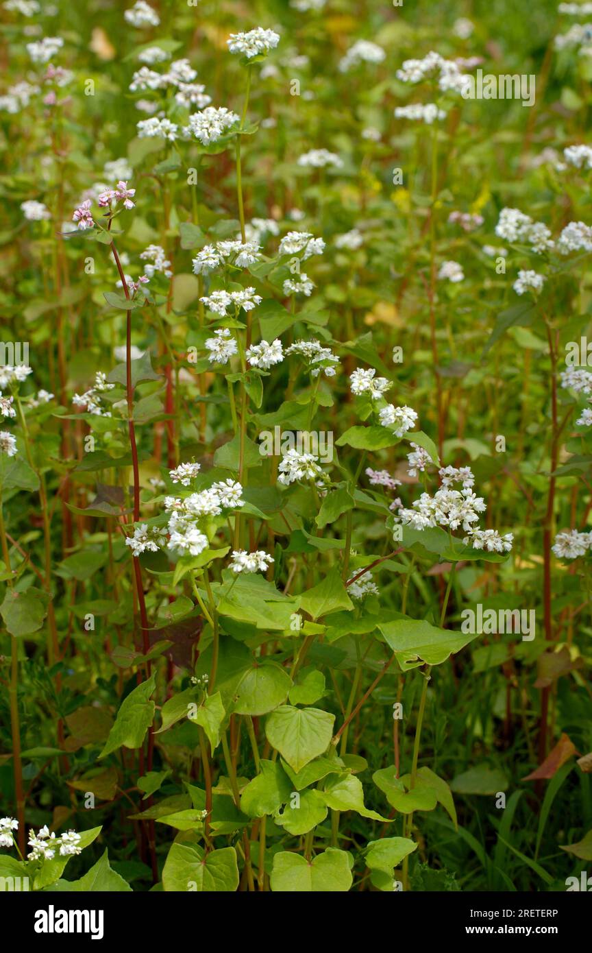 Common buckwheat (Fagopyrum esculentum Stock Photo Alamy