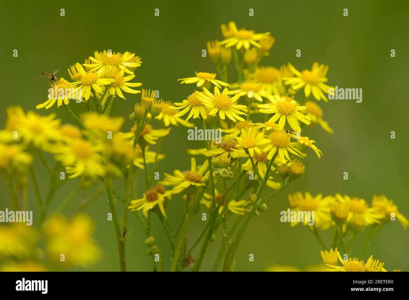Sheep Ragwort Ragwort herb hi-res stock photography and images - Alamy