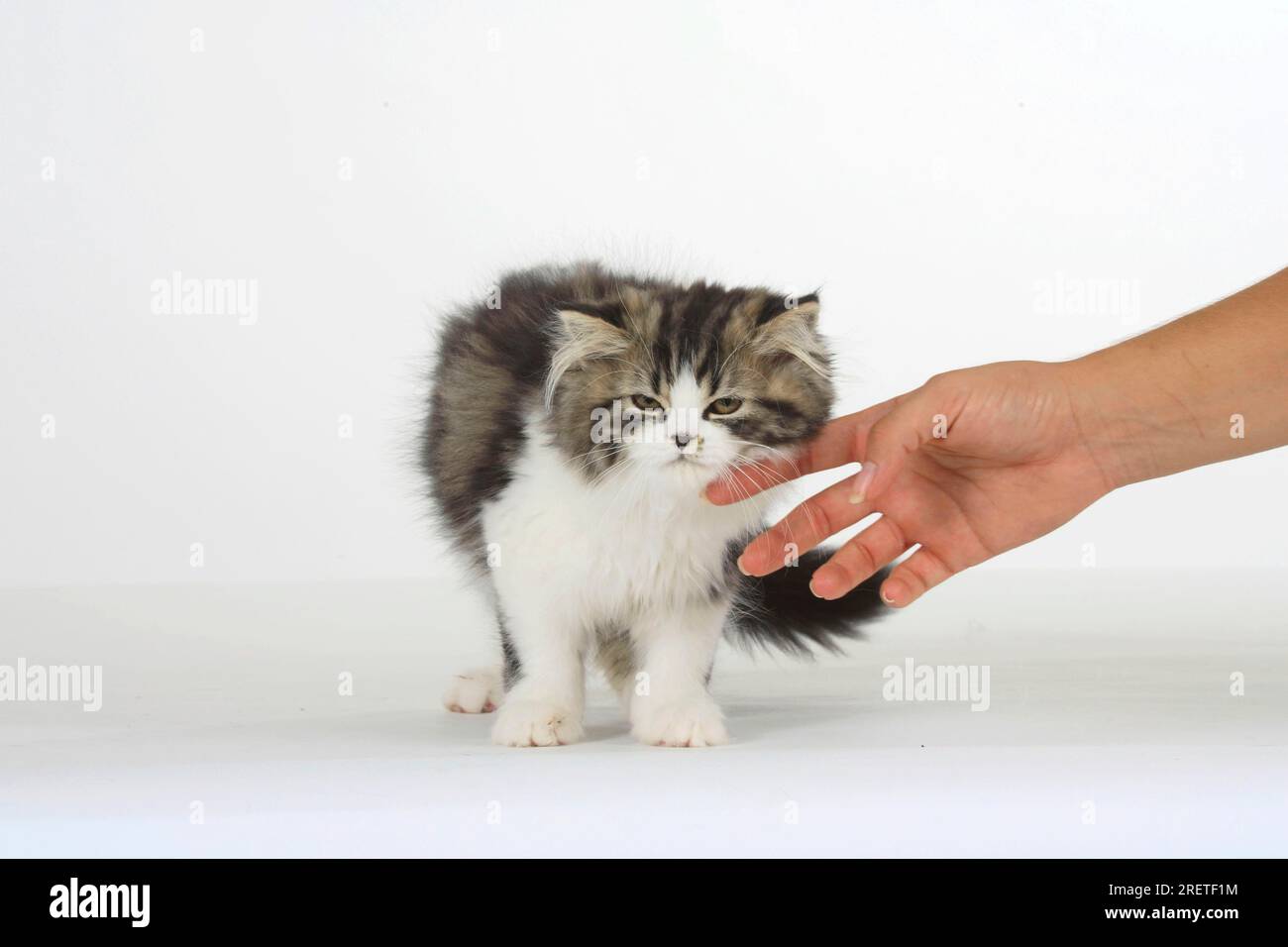 Persian cat, kitten being stroked Stock Photo Alamy