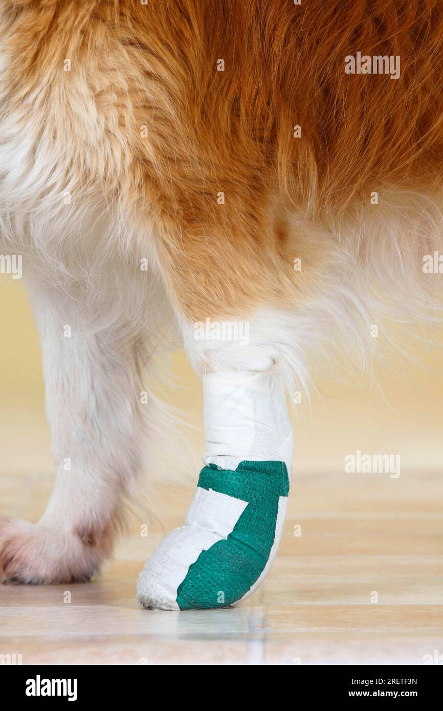Mixed breed dog, Bandaged paw, Bandaged, Injured, Paw bandage Stock