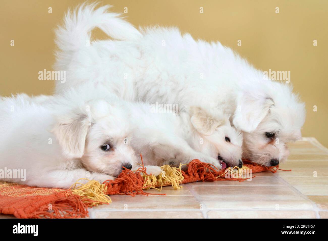 Coton de Tulear, puppies, 8 weeks, chewing on carpet Stock Photo Alamy
