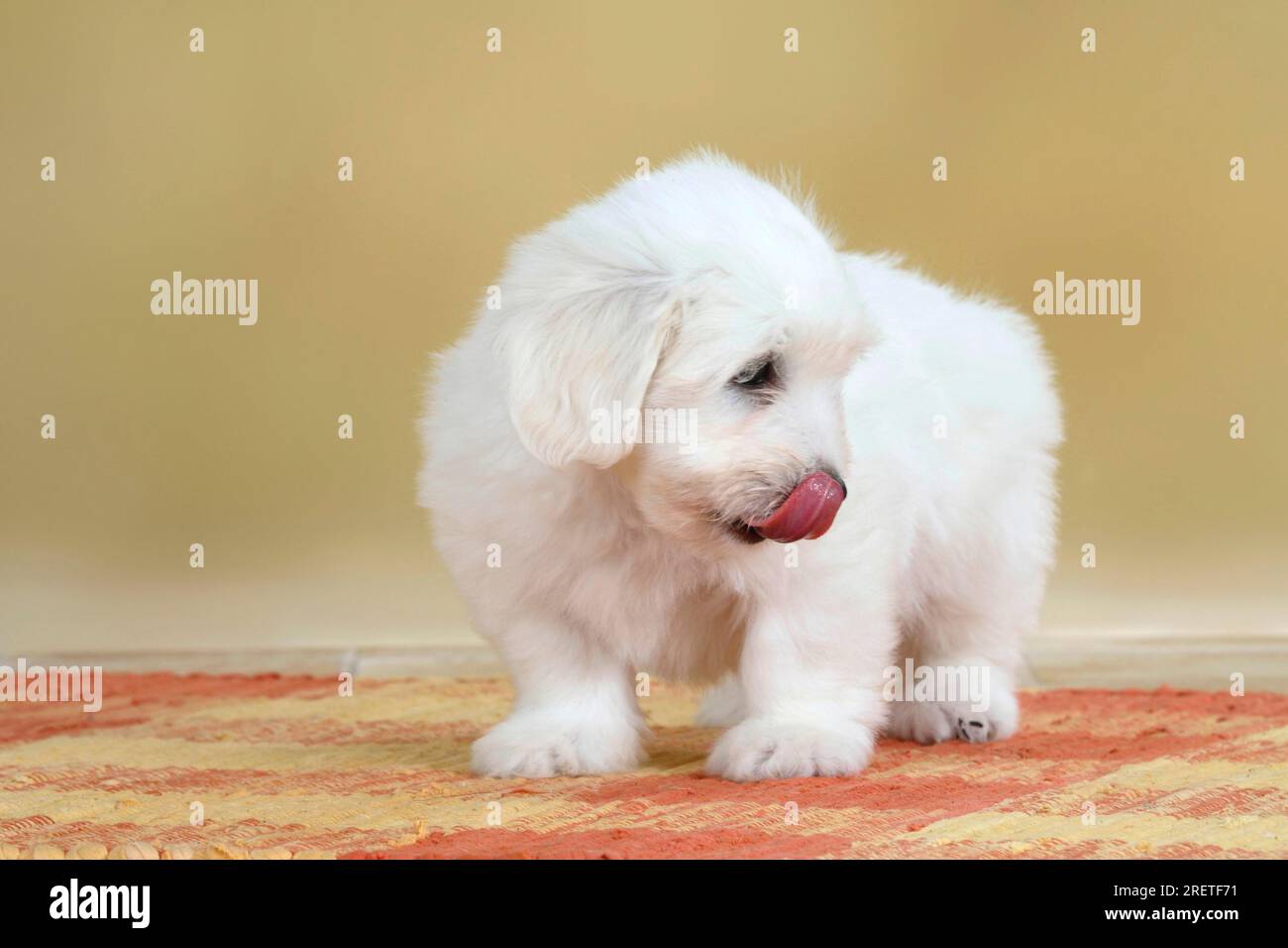 Coton de Tulear, puppy, 8 weeks Stock Photo Alamy