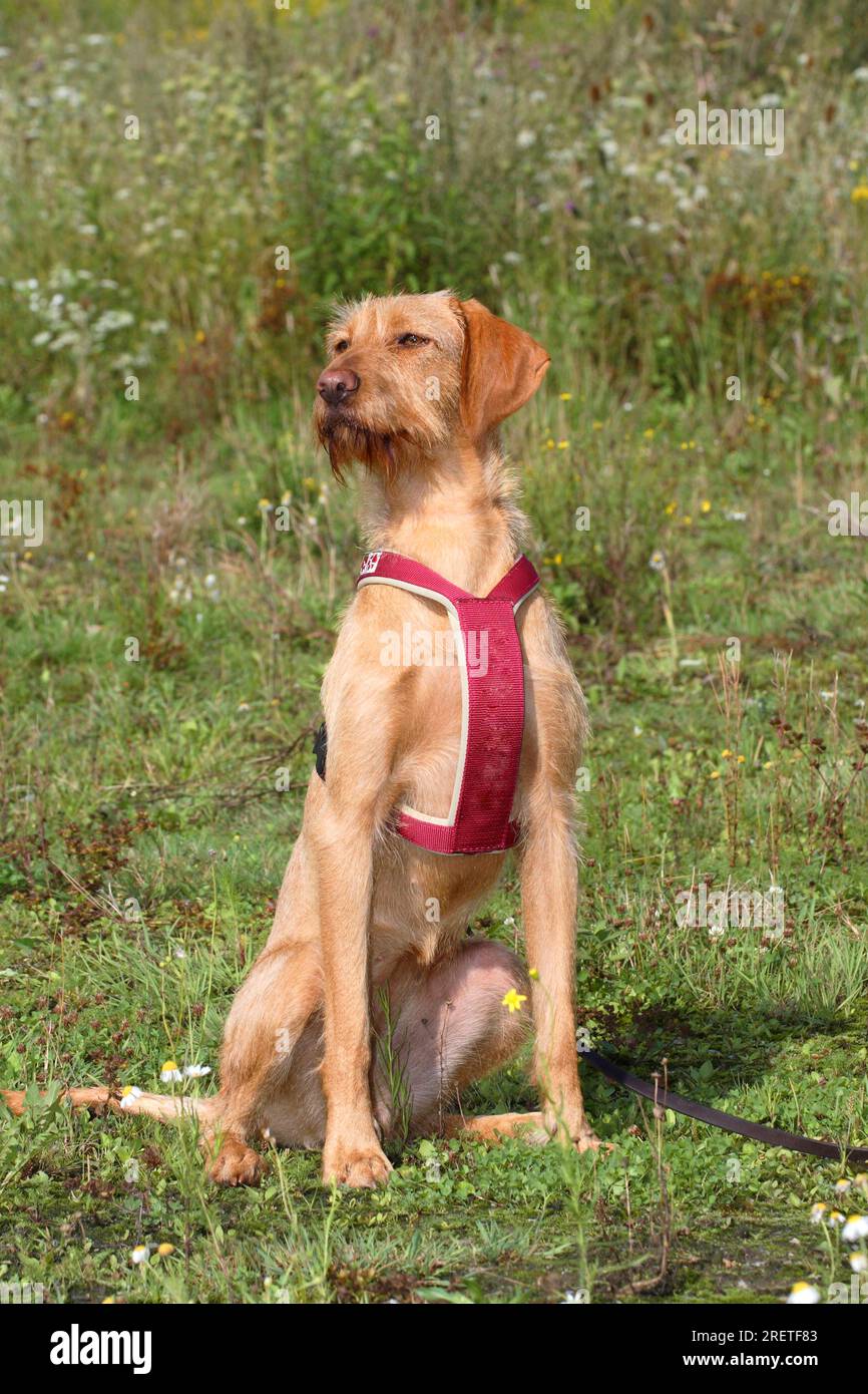 Wirehaired Hungarian Pointing Dog, Wirehaired Vizsla, Harness Stock