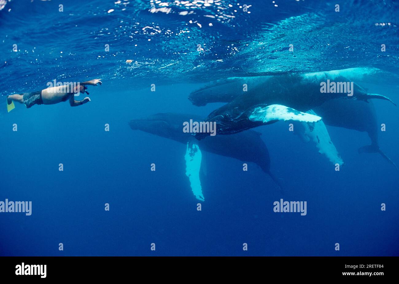 Snorkeler and Humpback Whales (Megaptera novaeangliae), Silverbanks, Dominican Republic Stock Photo