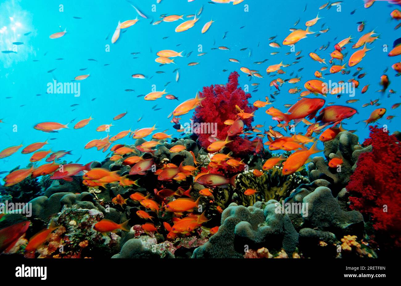 Sea goldie (Pseudanthias squamipinnis), Harem Flagfish, Harem Flagfish, Egypt Stock Photo