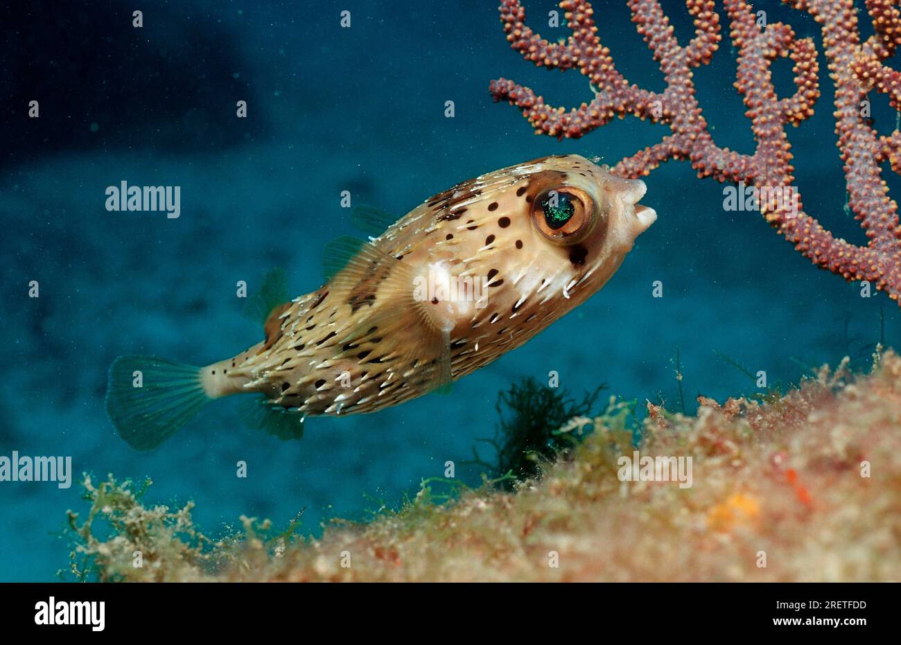 Long Spine Porcupinefish Diodon Holocanthus Lake Cortez Lower long-spine-porcupinefish-diodon-holocanthus-lake-cortez-lower