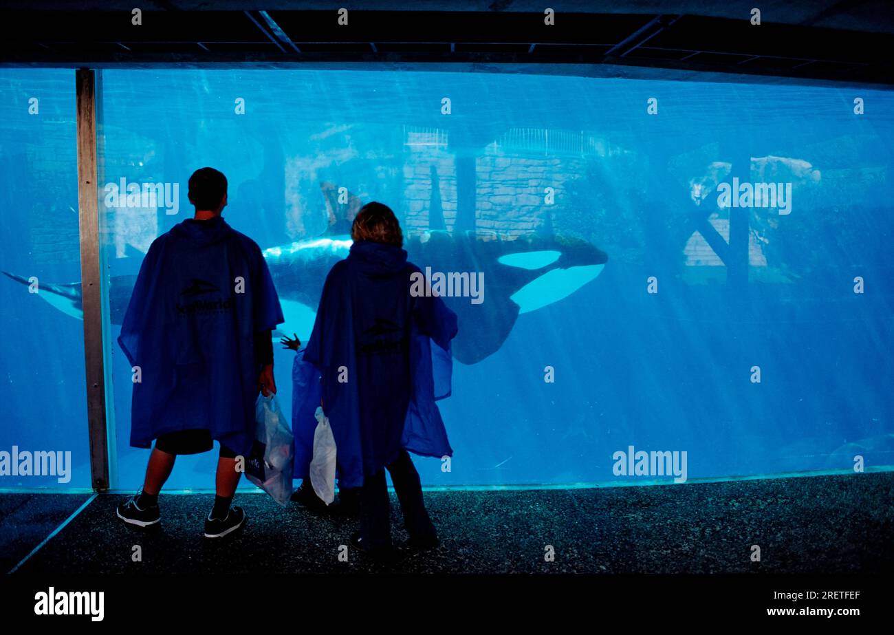 Tourists watch Killer whale (Orcinus orca), Sea World, San Diego