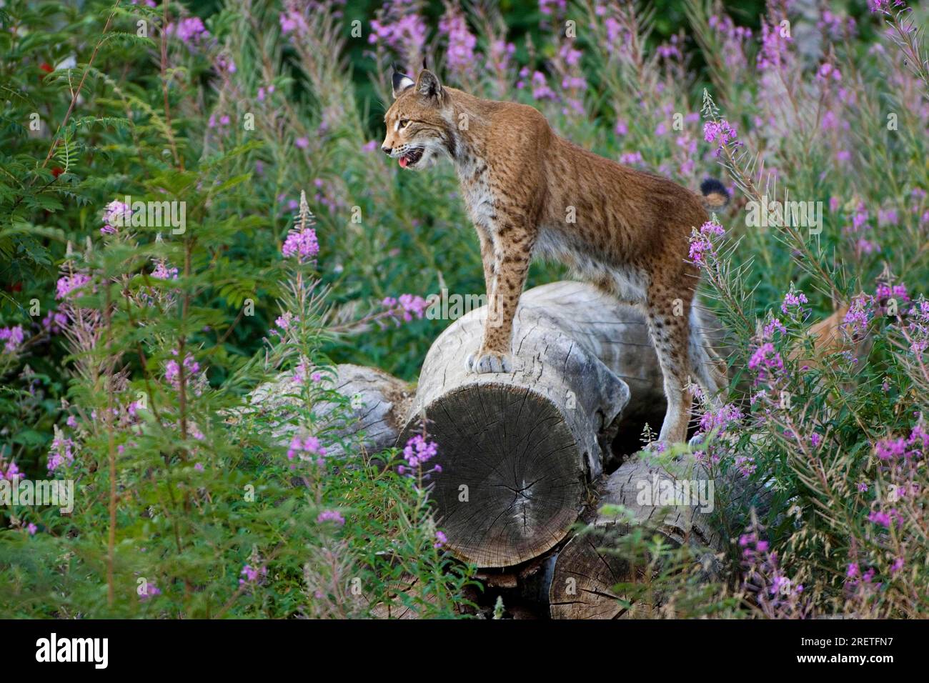Eurasian lynx (Lynx lynx), , sideways Stock Photo - Alamy