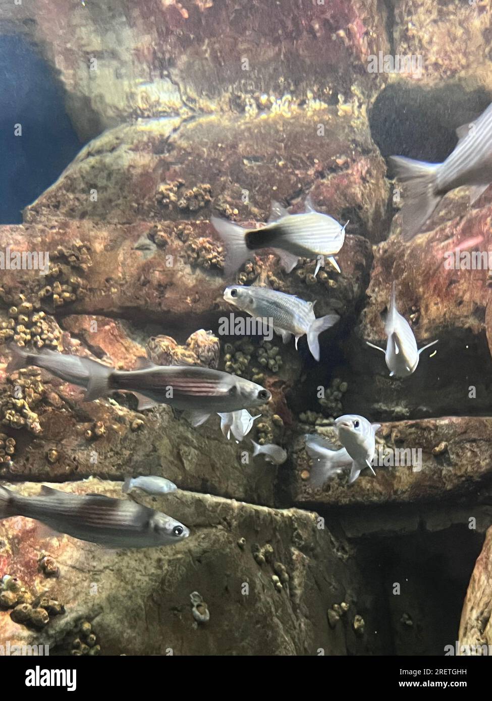 Small Fish Between The Rocks fish swimming among the rocks Stock Photo - Alamy