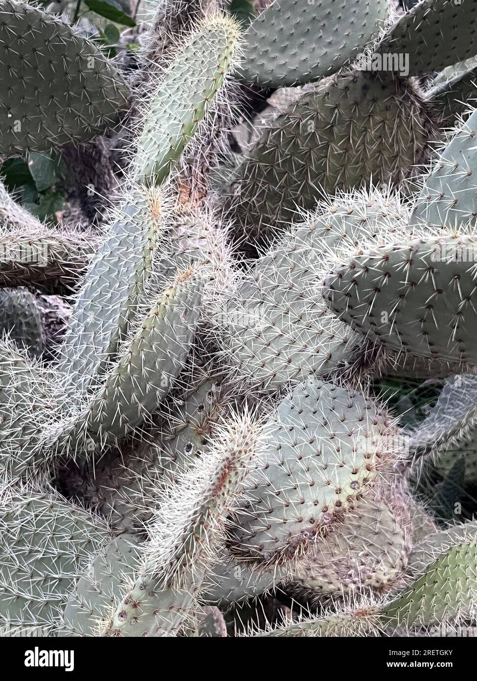 detail of the spines of a cactus Stock Photo