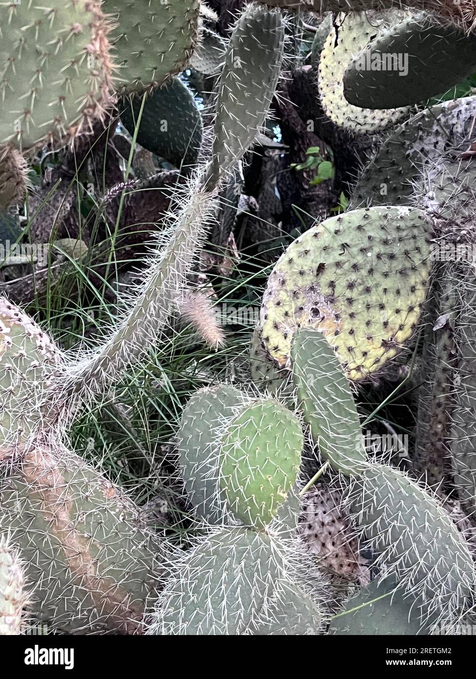 detail of the spines of a cactus Stock Photo