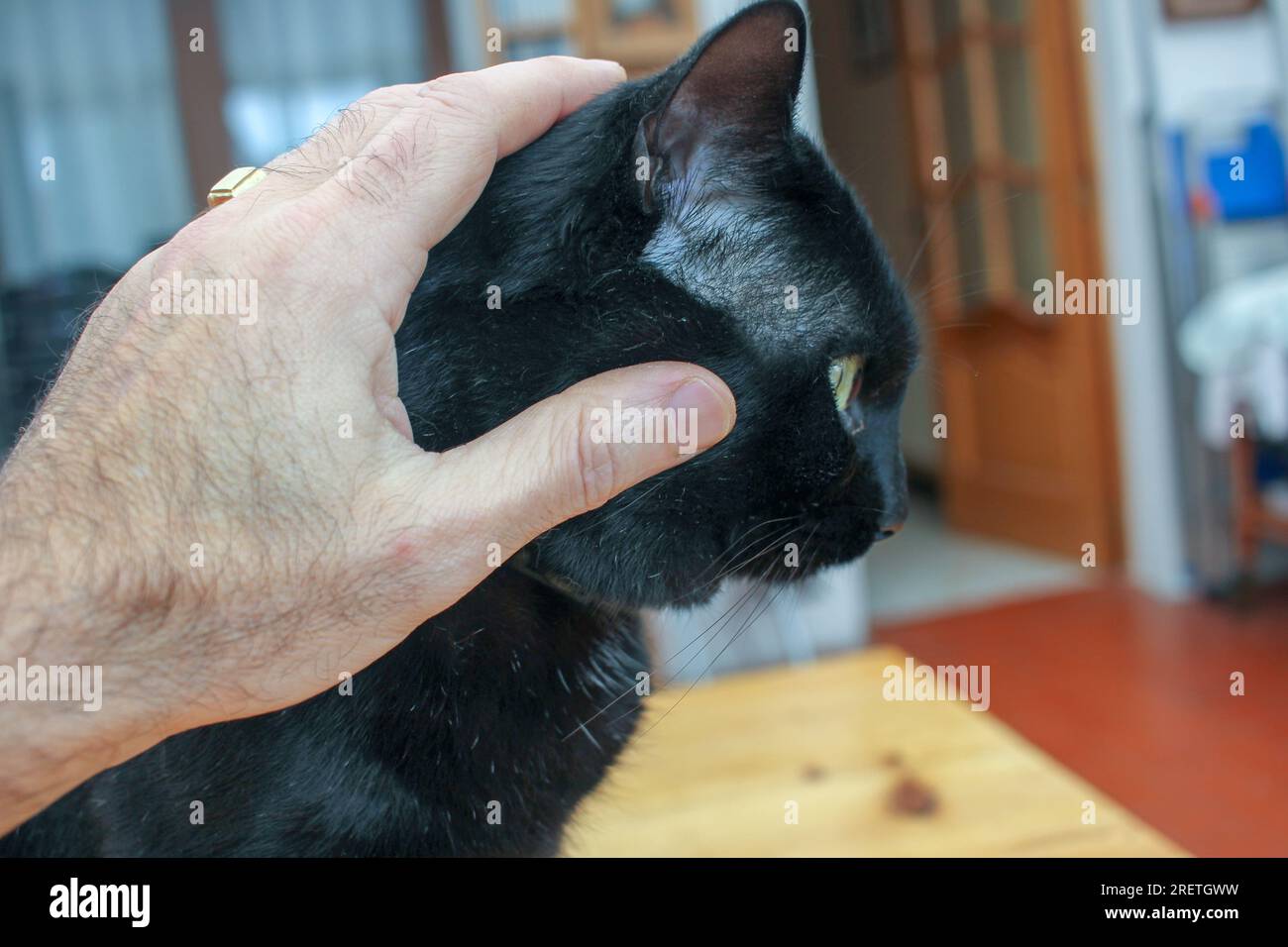 petting and loving my black cat at home Stock Photo Alamy