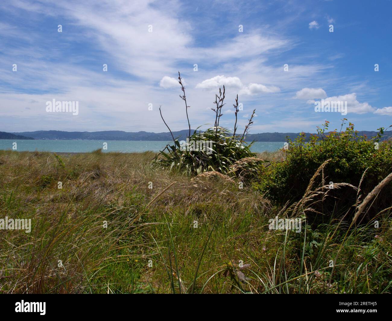 Beach Grasses Landscape Stock Photo Alamy