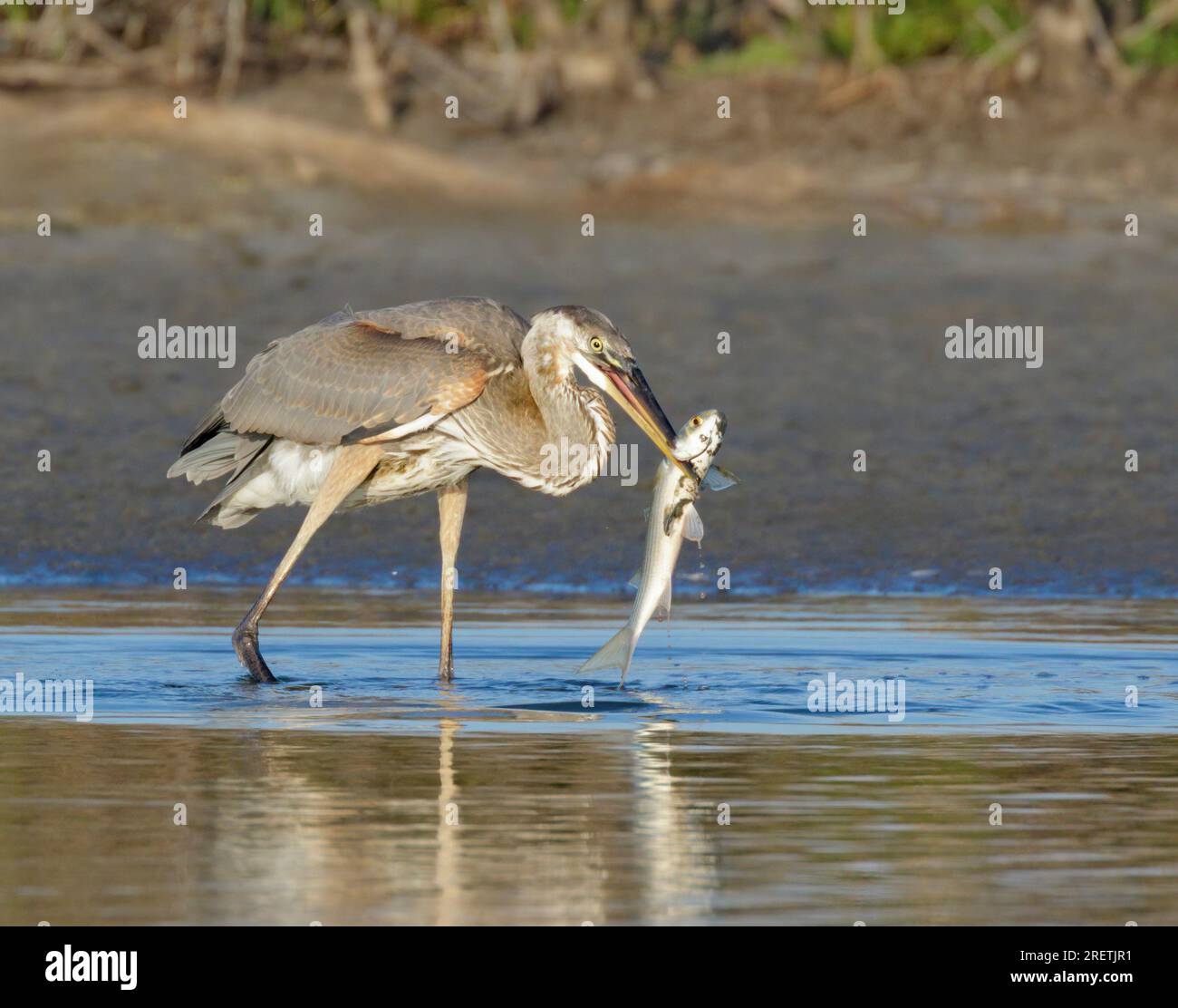 Great blue heron (Ardea herodias) with a caught fish in lagoon, Galveston, Texas, USA. Stock Photo