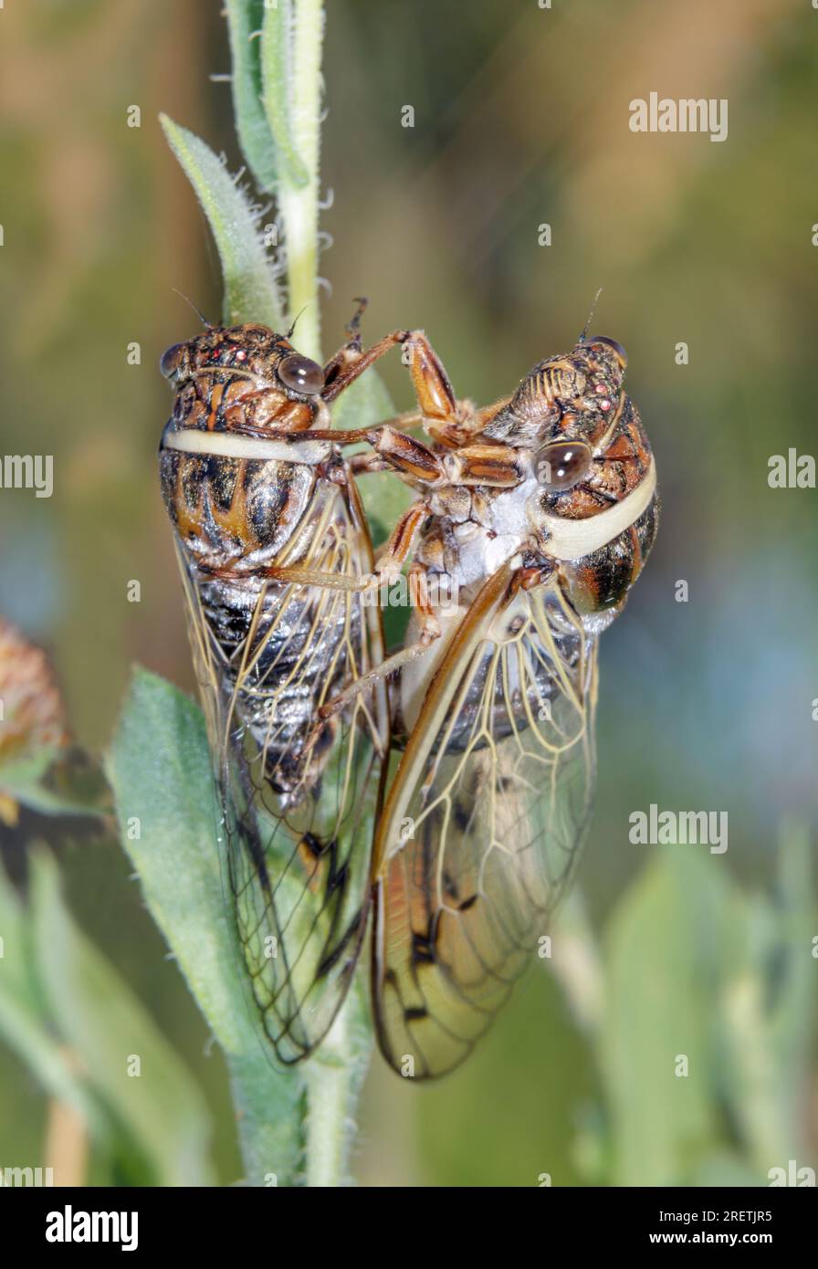 Scrub cicada (Diceroprocta marevagans) pair mating in the grass, Galveston, Texas, USA. Stock Photo
