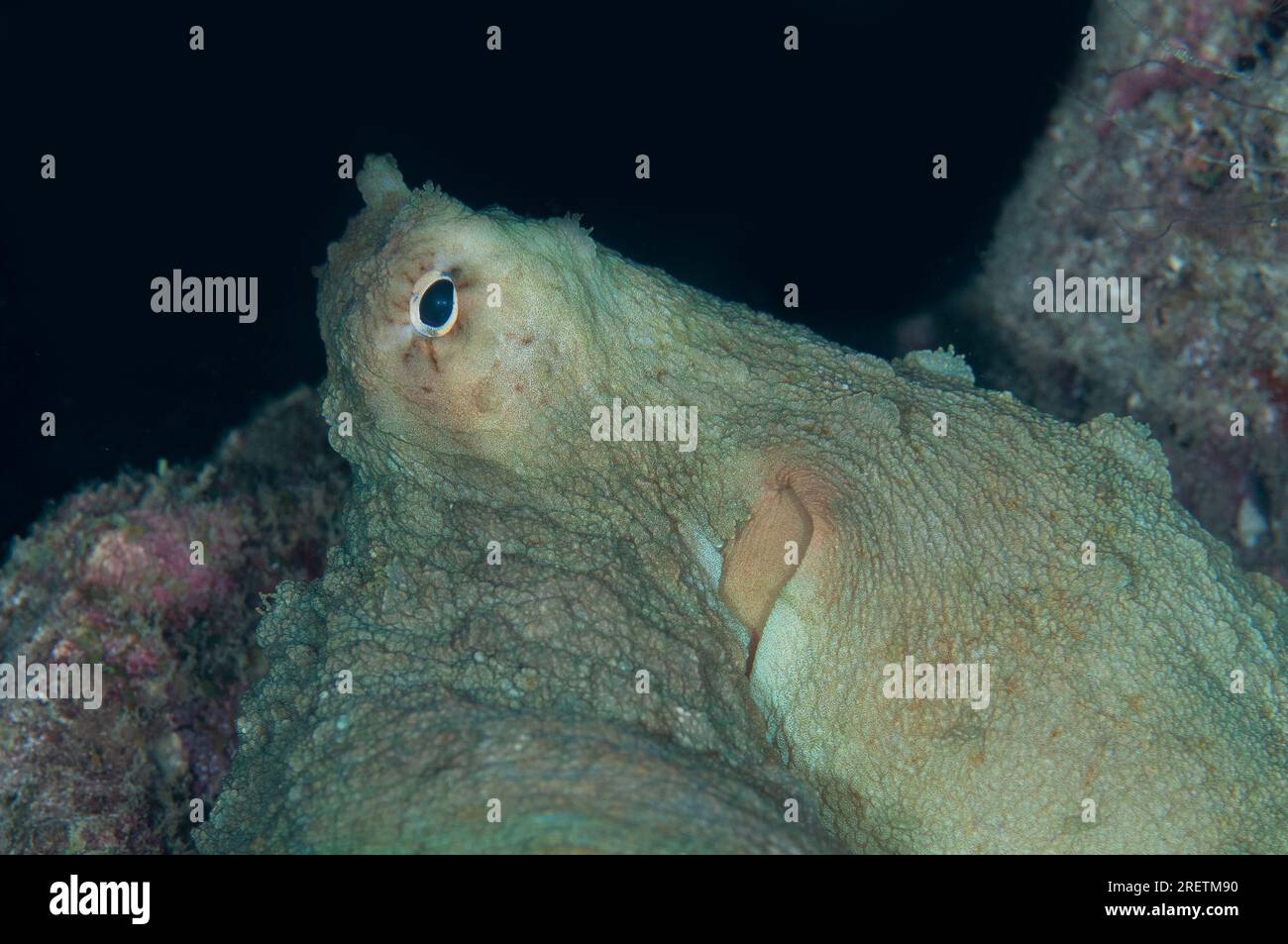 Day Octopus, Octopus cynae, Saonex Pier dive site, Dampier Strait, Raja