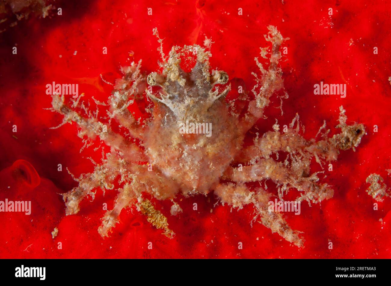 Decorator Crab, Majidae  Family, on Spongem Porifera Phylum, Saonex Pier, Dampier Strait, Raja Ampat, West Papua, Indonesia Stock Photo