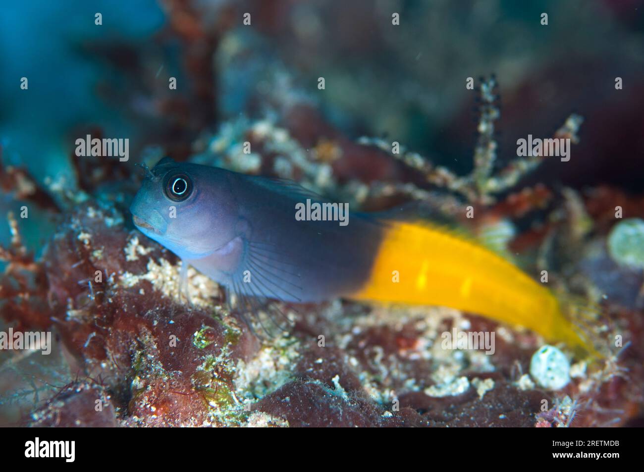 Bicolor Blenny, Escenius bicolor, Otdina Reef, Dampier Strait, Raja Ampat, West Papua, Indonesia Stock Photo