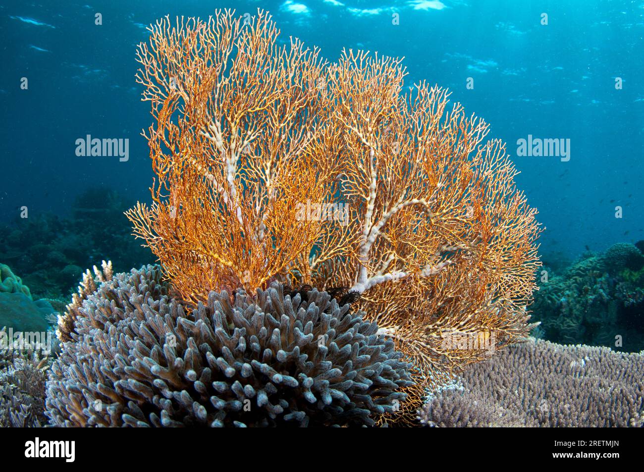 Sea Fan, Melithaea sp, Otdina Reef, Dampier Straits, Raja Ampat, West Papua, Indonesia Stock Photo