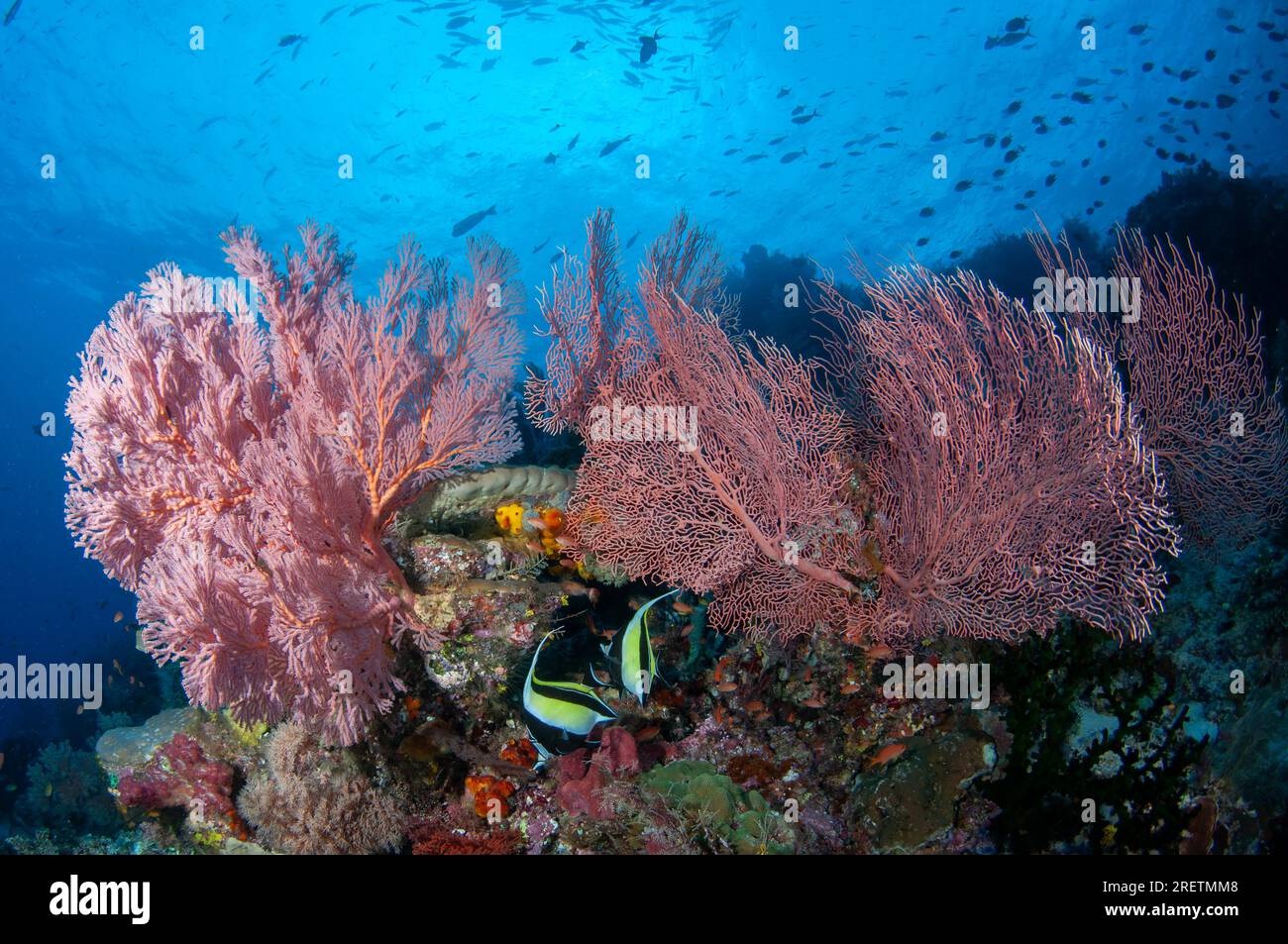 Pair of Moorish Idol, Zanclus cornutus, and Sea Fan, Melithaea sp, and Gorgonian Sea Fan, Annella mollis, Cape Kri dive site, Dampier Strait, Raja Amp Stock Photo