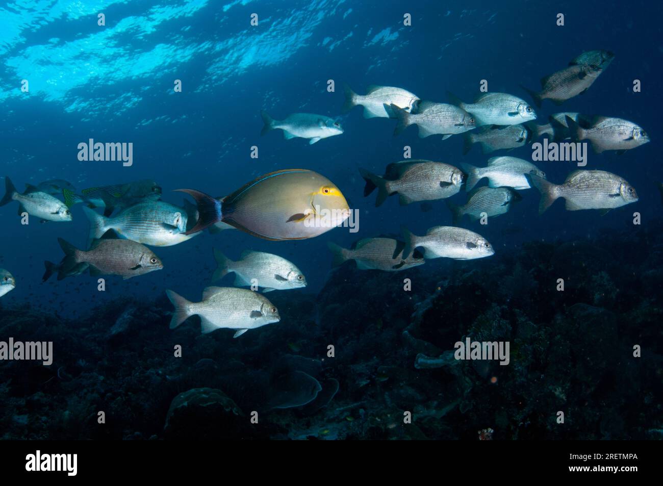 School of Topsail Chub, Kyphosus cinerascens, and single Yellowfin Surgeonfish, Acanthurus xanthopterus, Cape Kri dive site, Dampier Strait, Raja Ampa Stock Photo