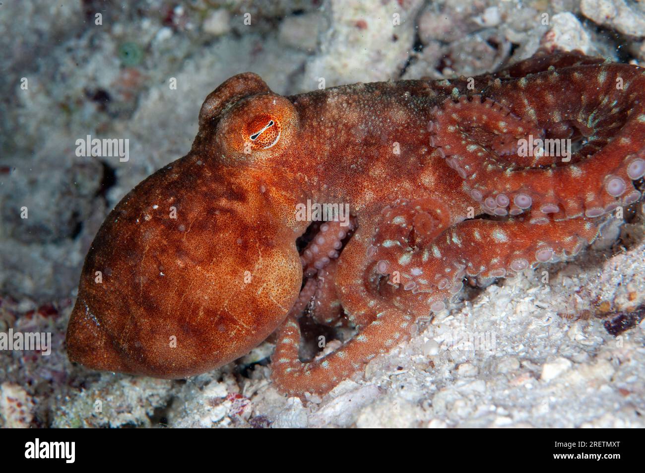 Starry Night Octopus, Callistoctopus luteus, Mioskon dive site, Dampier Strait, Raja Ampat, West Papua, Indonesia Stock Photo