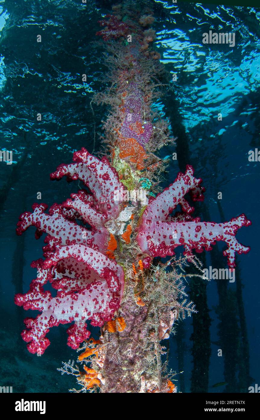 Glomerate Tree Coral, Spongodes sp., on pier pylon, Arborek Jetty, Dampier Strait, Raja Ampat, West Papua, Indonesia Stock Photo