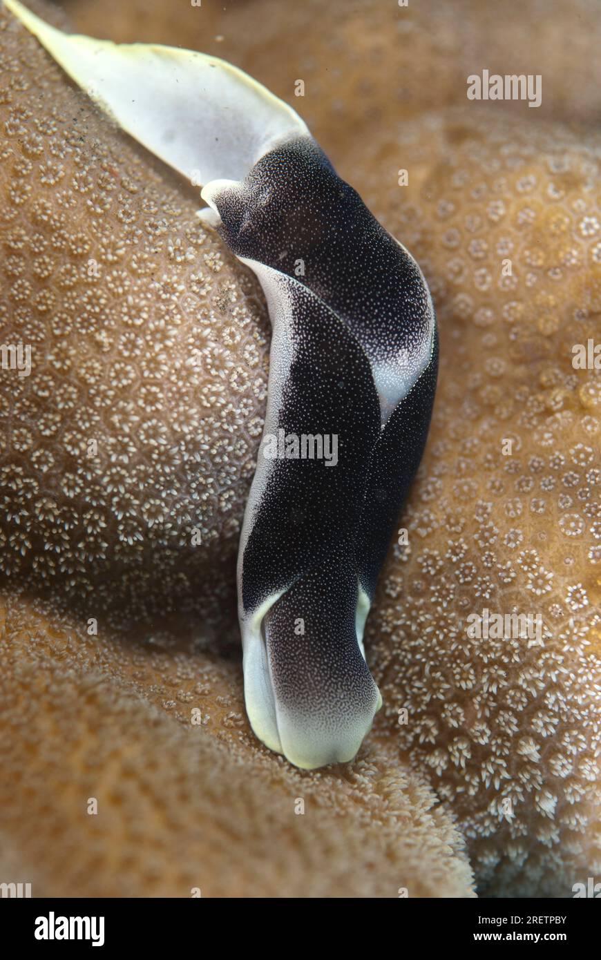 Lovely Headshield Slug, Chelidonura amoena, on coral, TK1 dive site, Lembeh Straits, Sulawesi, Indonesia Stock Photo