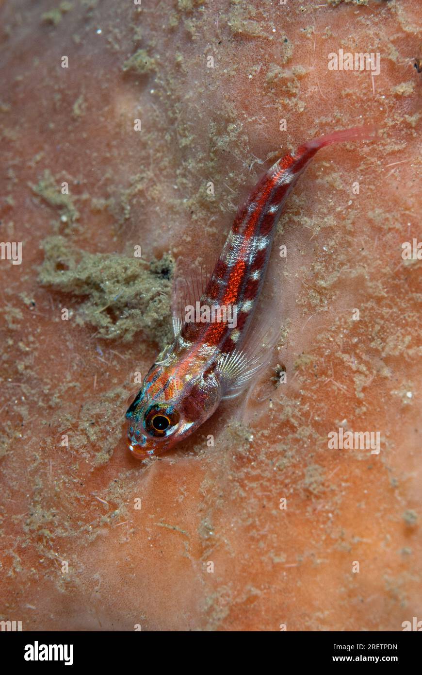 Orifera hires stock photography and images Alamy