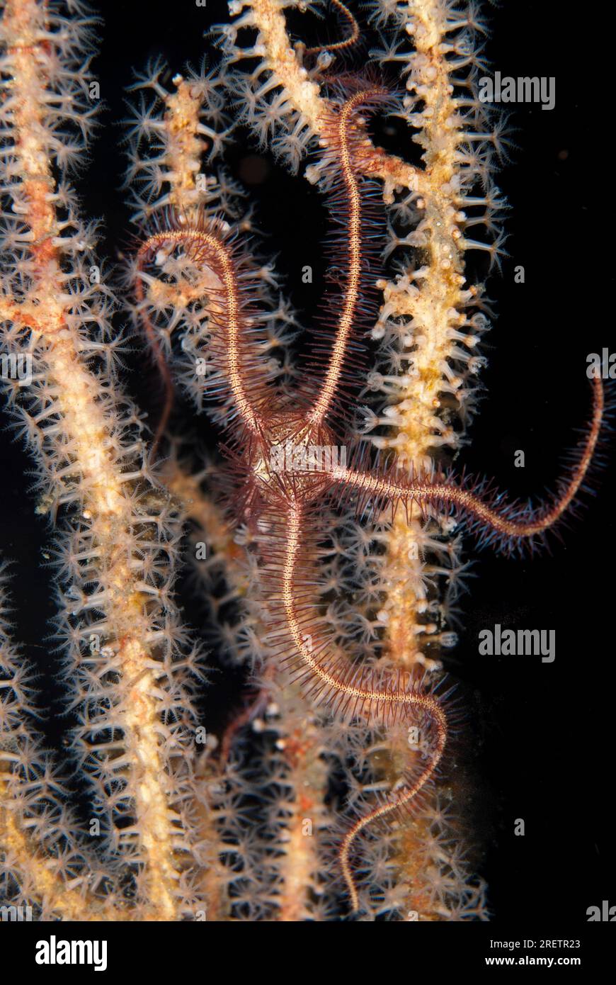 Brittle Star, Ophiothrix sp, on coral, night dive, Nudi Retreat dive site, Lembeh Straits, Sulawesi, Indonesia Stock Photo