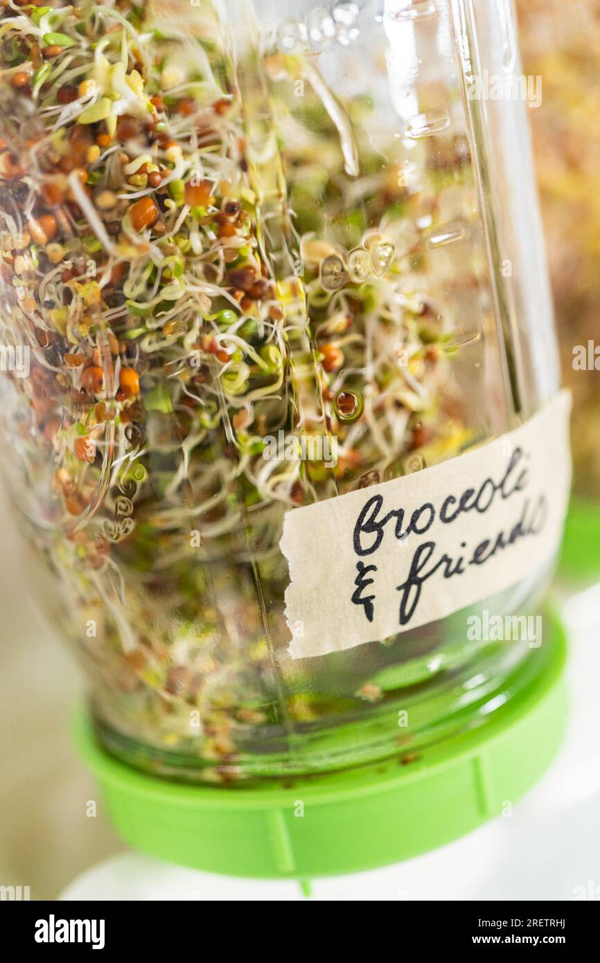 Growing sprouts in a jar Stock Photo Alamy