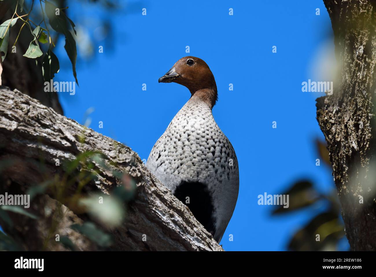 An adult male Australian Wood Duck -Chenonetta jubata- bird perched high up on a tree branch looking to camera in morning sunlight with copy space Stock Photo