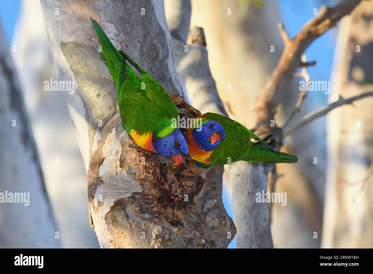 Australian birds feeding' hi-res stock photography and images - Alamy