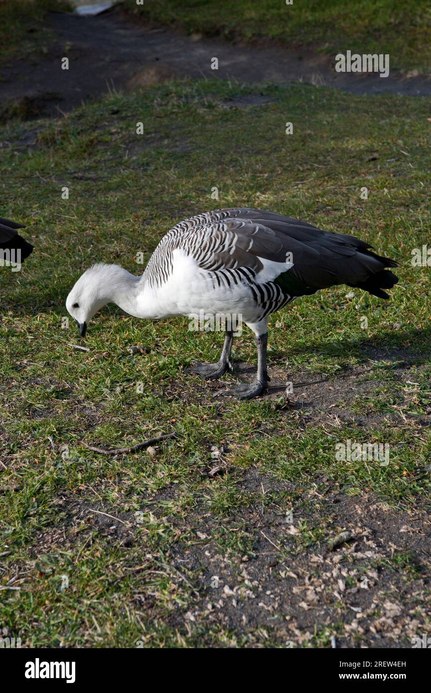 Male Upland goose (in Chile) or Magellan goose (in Argentina); Chloephaga picta Stock Photo