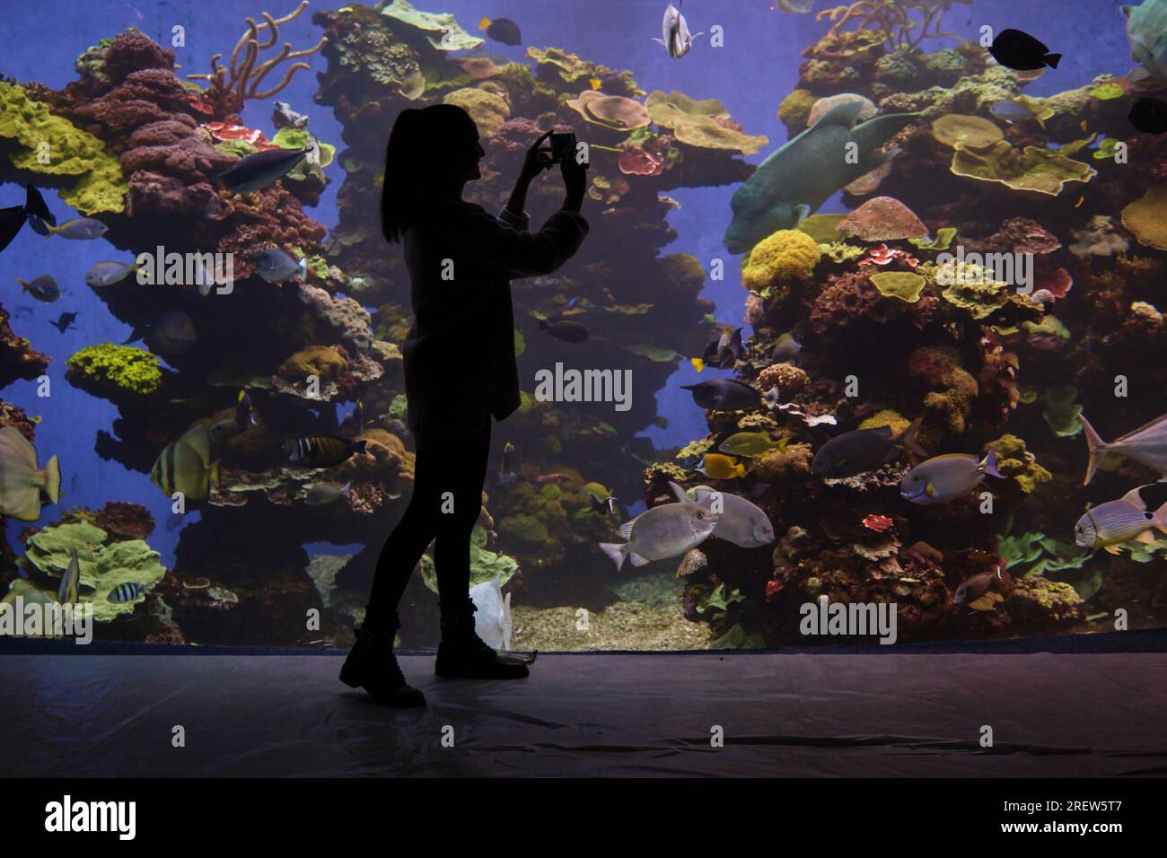 Side view of unrecognizable female silhouette taking photo of swimming fish on cellphone in oceanarium Stock Photo