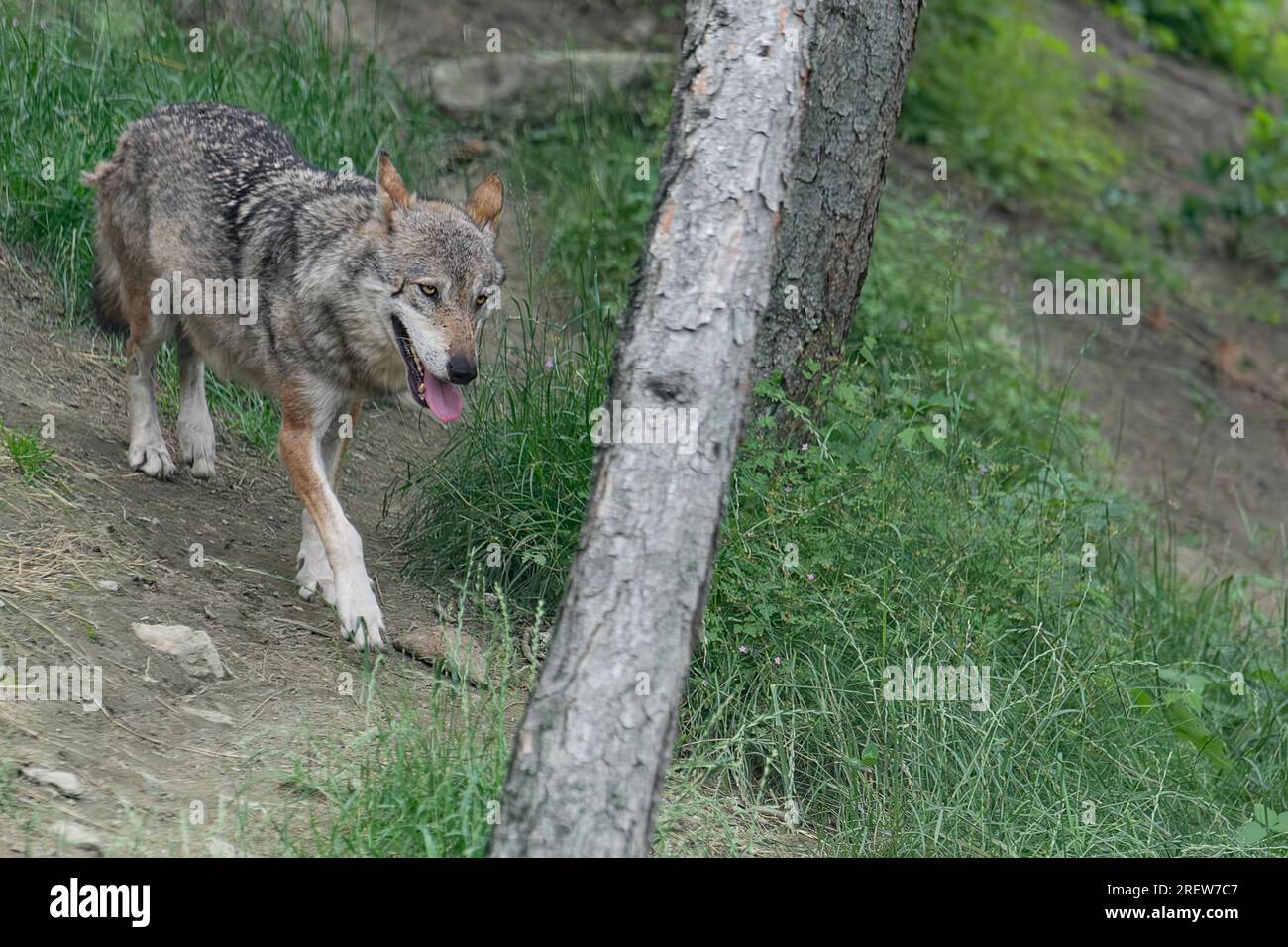 The Italian wolf in the wild forest (Canis lupus italicus) Stock Photo