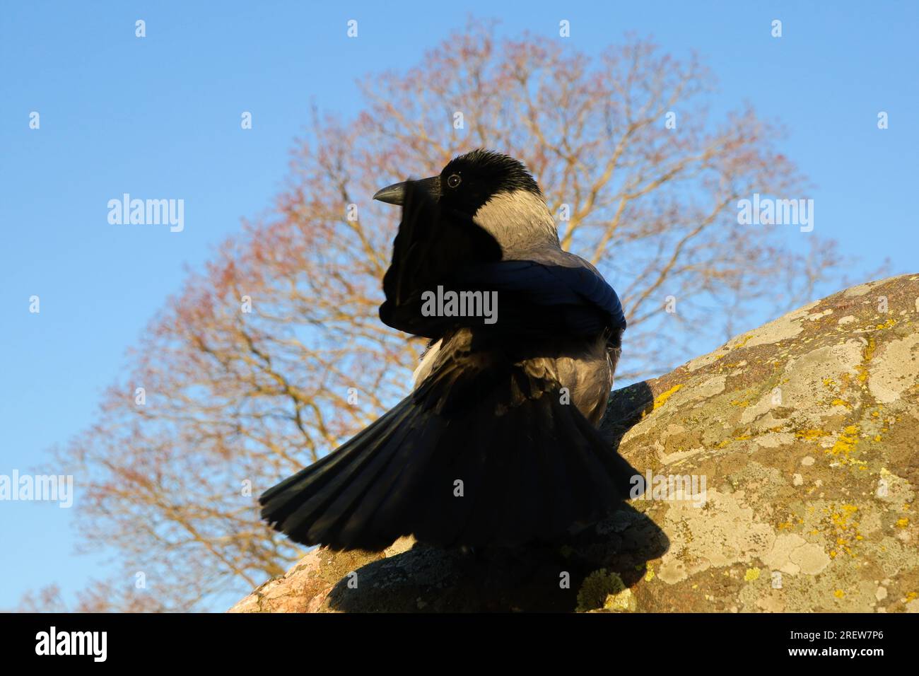 Male Hooded crow, Corvus cornix, fanning his tail and acting
