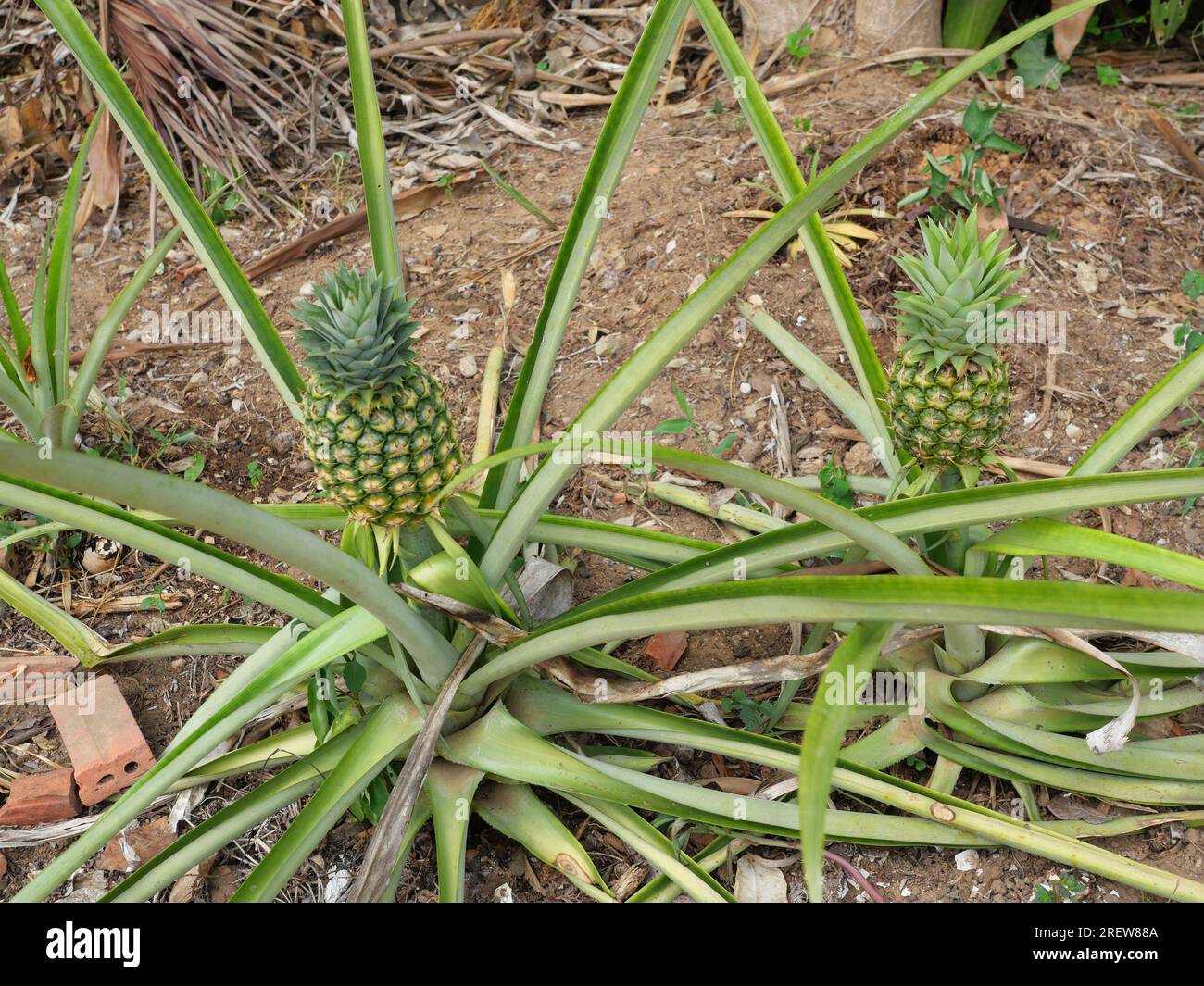 Two Young pineapple fruit on tree plant with natural brown background, Tasty tropical fruit on the farmland Stock Photo