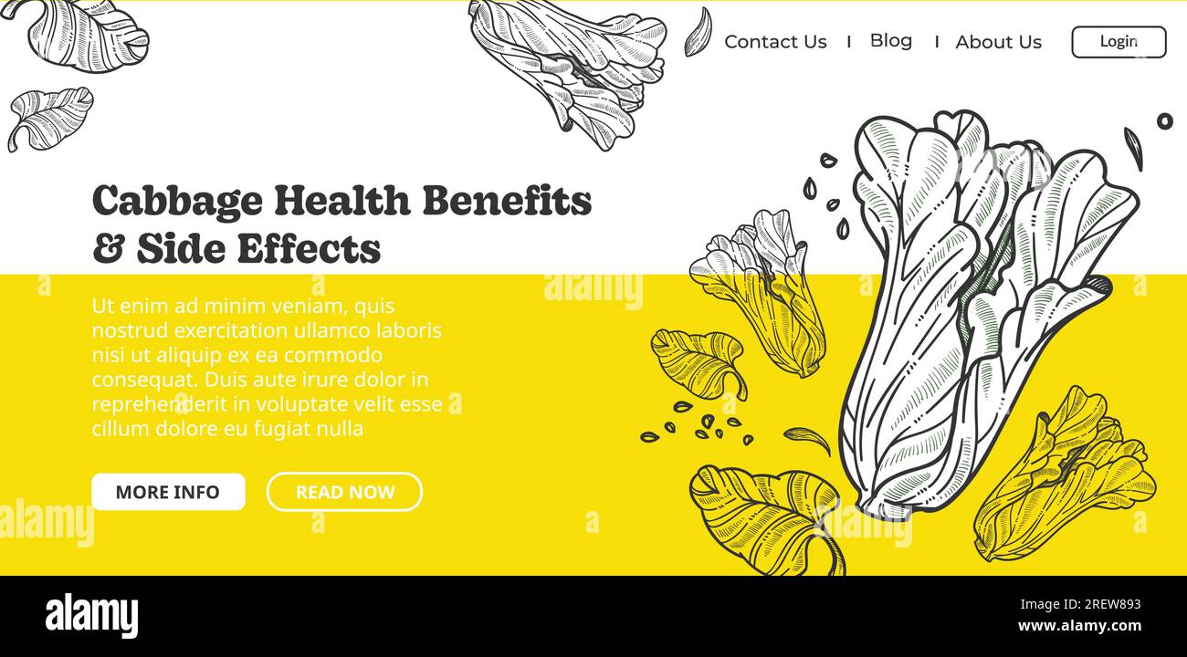 Cabbage health benefits and side effects vector Stock Vector Image